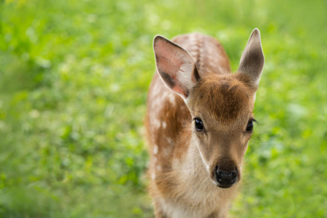 Authorities Warn Against Fawn-Napping as Fawn Season Begins
