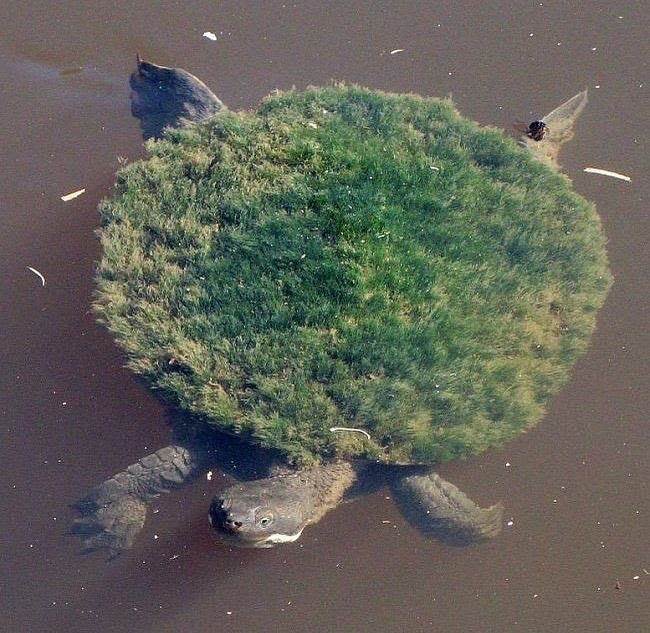 背上總有滿滿的河藻、小生物，是瑪莉河龜最大的特徵！圖片來源：@cosmos