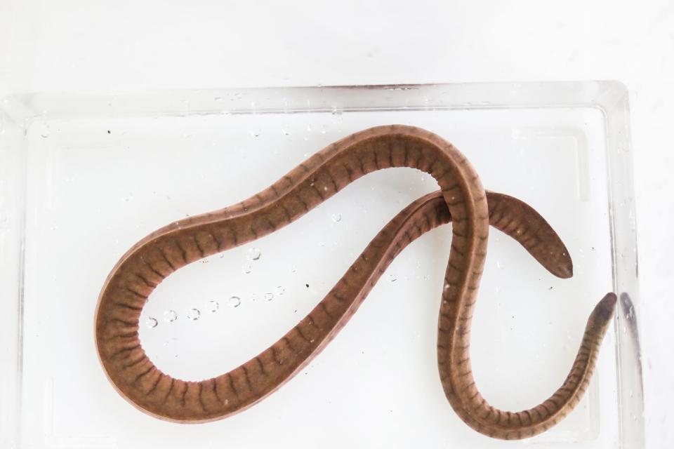 A Kaup’s Aquatic Caecilian moves around in a box at the Memphis Zoo on Wednesday, Jan. 31, 2024 at the Memphis Zoo in Memphis, Tenn.