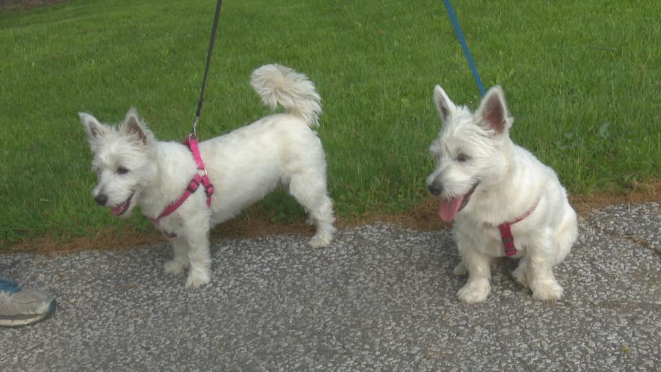 A pair of West Highland White Terriers at Optimist Memorial Park in Windsor.