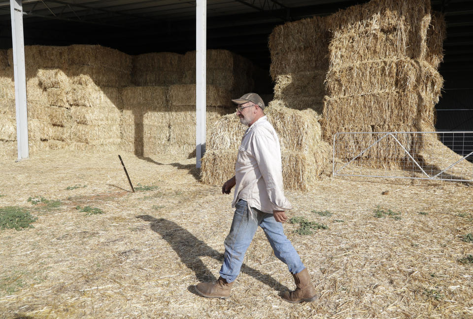 Bruce Barnes walks past stored hay infested with mice on his family's farm near Bogan Gate, Australia on May 20, 2021. Vast tracts of land in Australia's New South Wales state are being threatened by a mouse plague that the state government describes as "absolutely unprecedented." Just how many millions of rodents have infested the agricultural plains across the state is guesswork. (AP Photo/Rick Rycroft)