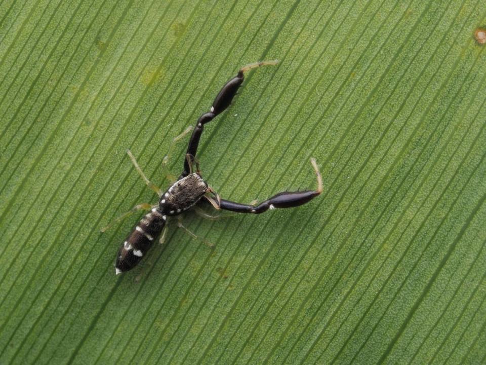 A Ligdus garvale, or Garvale jumping spider.