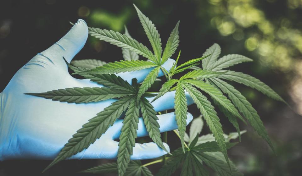 Clever Leaves, productora de cannabis. Imagen: Pexels phiwat Chuangchoem