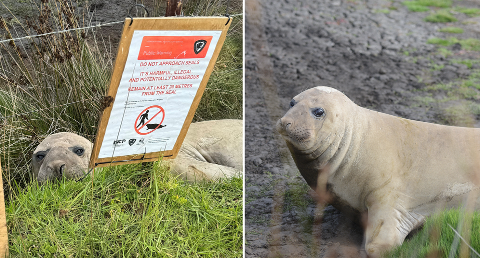 Two images of Neil the seal in 2024.