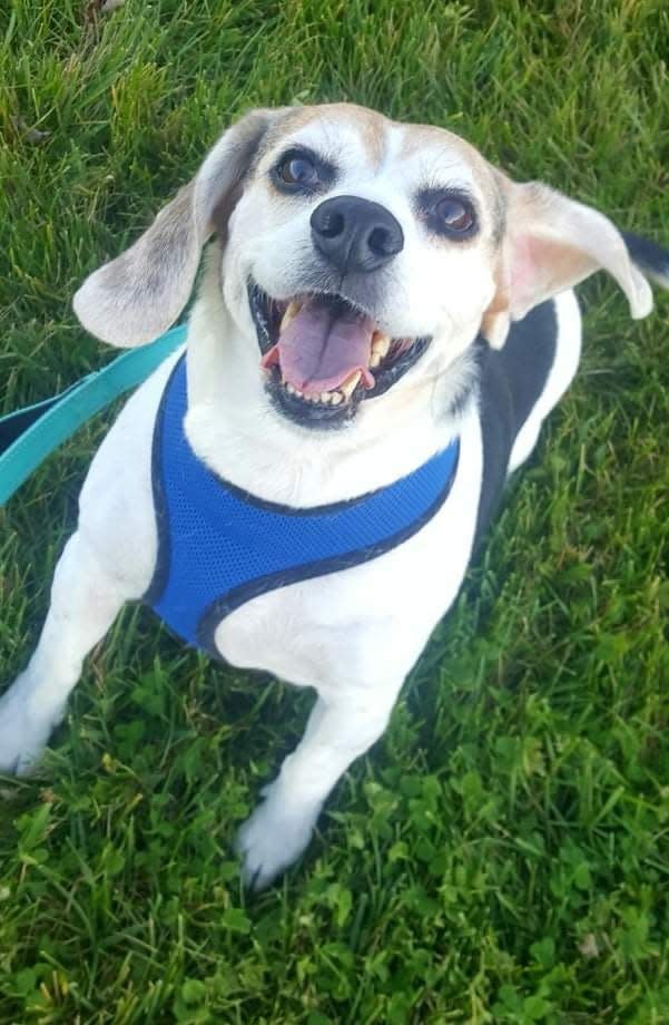 Luke is a 6 1/2 year old Beagle looking for a new home.