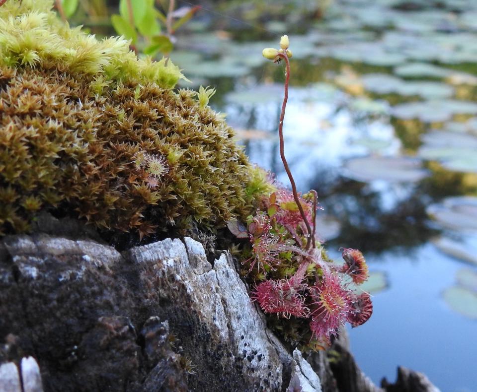 A sundew, with red tentacles glistening with sticky liquid, is seen in Littleton, New Hampshire.