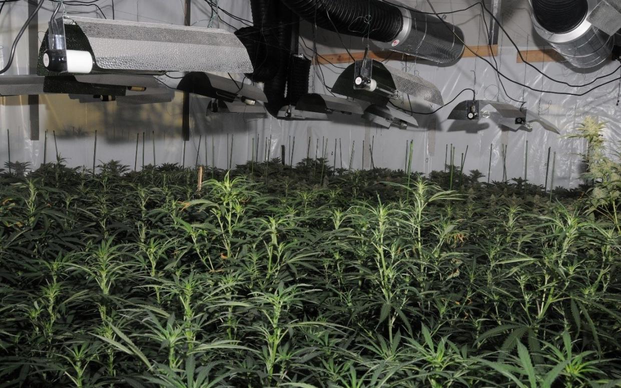 Police found the cannabis plants in the basement of the building 