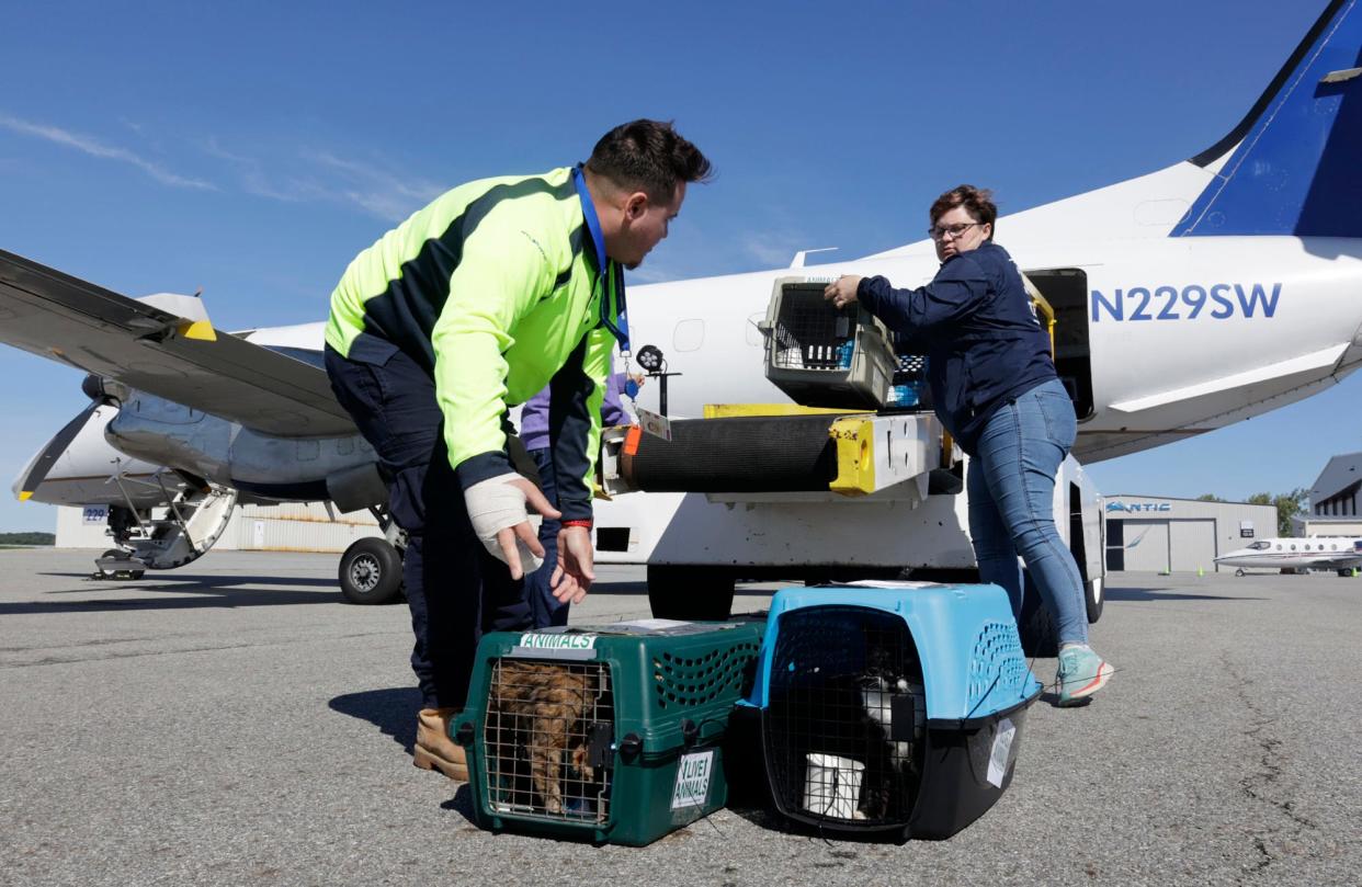 Cats in crates are unloaded from an airplane at Worcester Regional Airport Tuesday morning. About 50 cats from a rescue shelter in Florida were flown here ahead of Hurricane Ian.