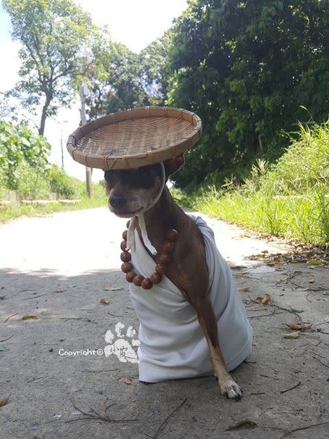 打造「狗界女神卡卡」小皮的正是牠的飼主。（圖／小皮媽媽授權）