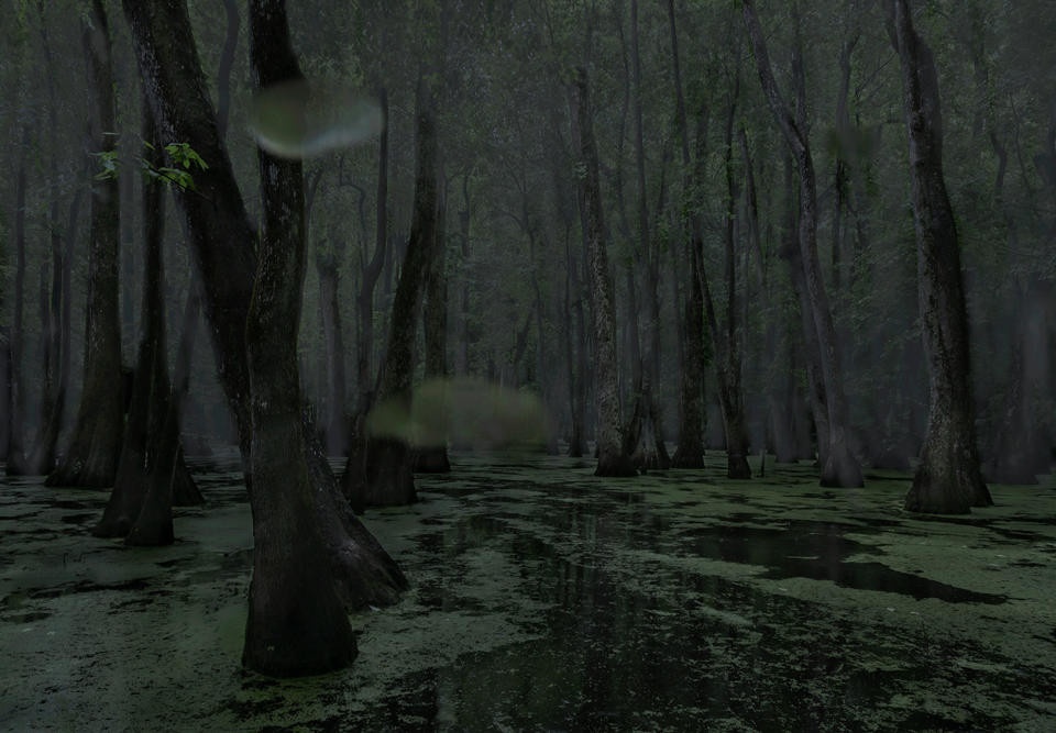 Cypress swamp