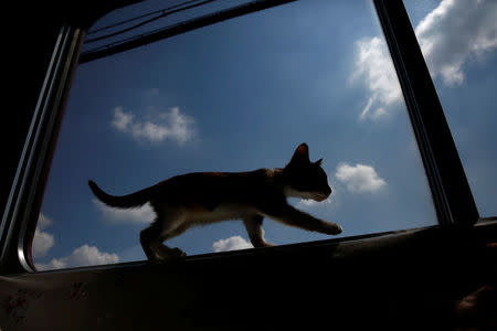 A cat walks near a window in a train cat cafe, held on a local train to bring awareness to the culling of stray cats, in Ogaki, Gifu Prefecture, Japan September 10, 2017. REUTERS/Kim Kyung-Hoon