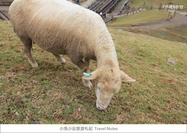 『綿羊城堡』清境農場雪國的綿羊城堡，夢幻婚紗景點～