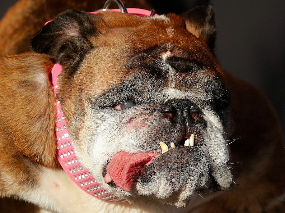 Zsa Zsa was named the world’s ugliest dog (Picture: AP)