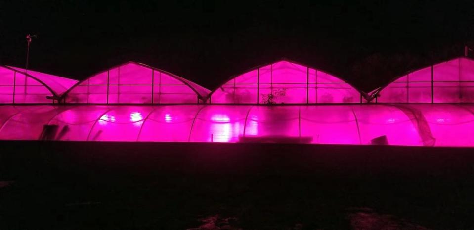 Abri-Végétale is using special lighting to grow vegetables in Compton, Que. (Submitted by Abri-Végétale - image credit)