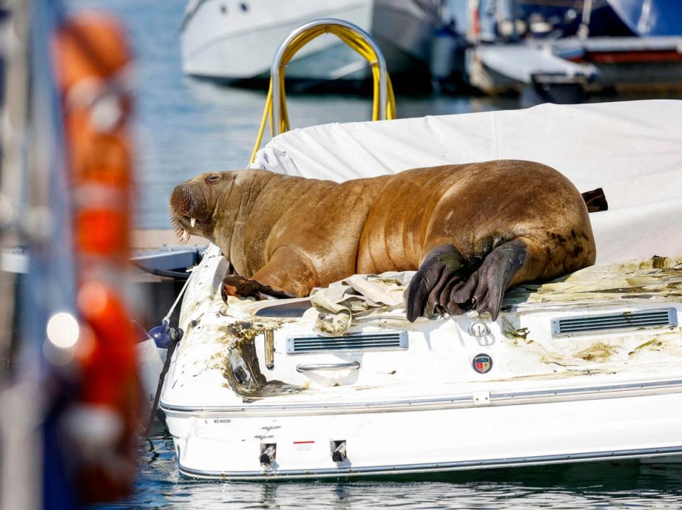 She may be a somewhat messy guest, but Freya the walrus has made a splash in Oslo (NTB/AFP via Getty Images)