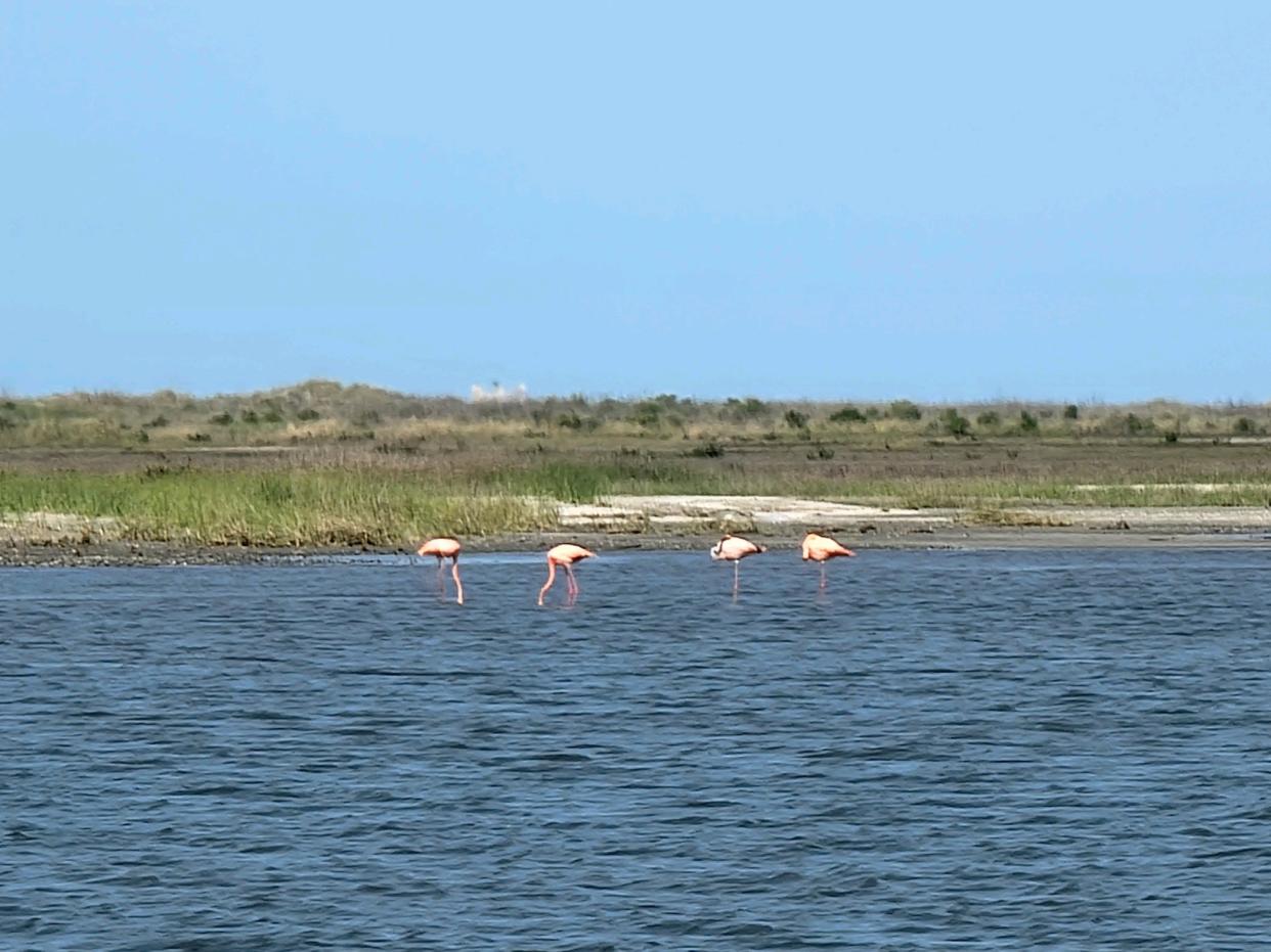 Charter fishing Captain John Pellegrin photographed flamingos at Whiskey Island and posted them to Facebook April 21.