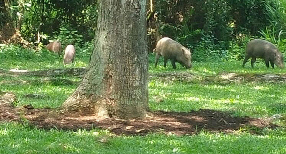 Wild boars in Singapore.