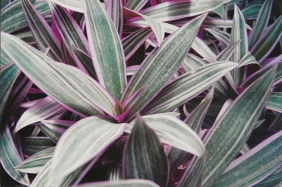 Tricolor oyster plant is a sterile non-invasive groundcover that spreads slowly in sun and moderate shade.