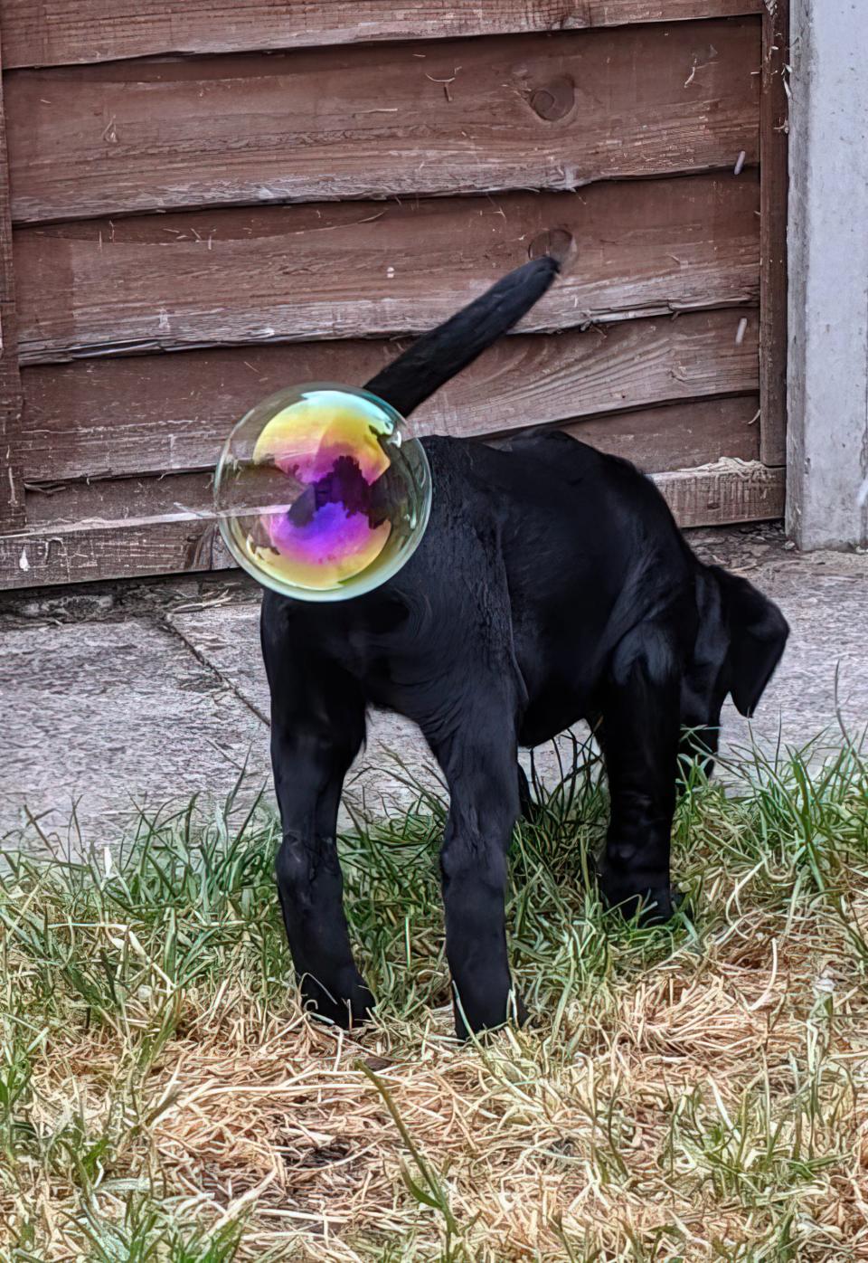 A black lab dog with a bubble floating near its backside.