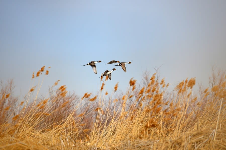 Pintails are among the ducks in Utah’s marshes. The state’s waterfowl hunt starts Oct. 1. (Courtesy Utah Division of Wildlife Resources)