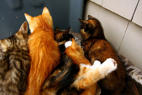 Fighting Pile of Kittens