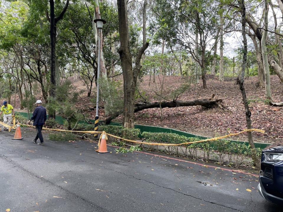高雄市澄清湖風景區有棵相思樹倒下，不幸砸死一名66歲男子。（翻攝自畫面）