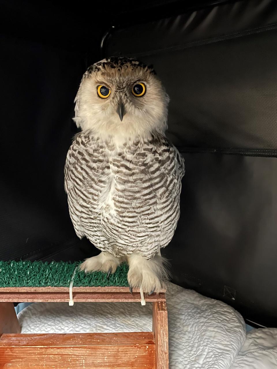 A snowy owl stands in an enclosure at the Wisconsin Humane Society in Milwaukee. The bird is being treated after it was found covered in diesel oil at a Milwaukee recycling center.