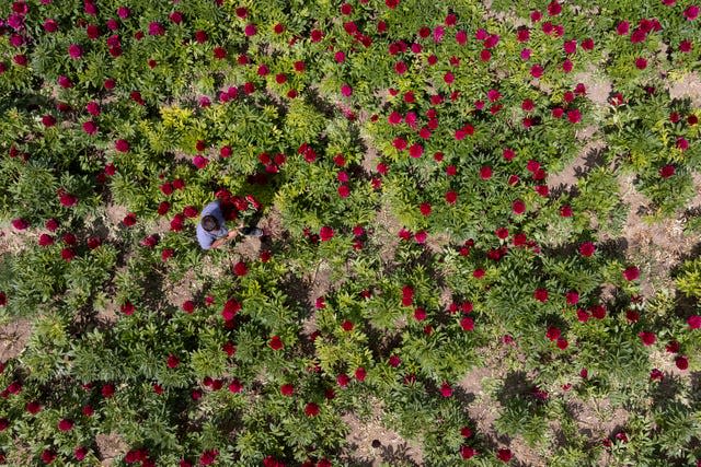 Peony harvest