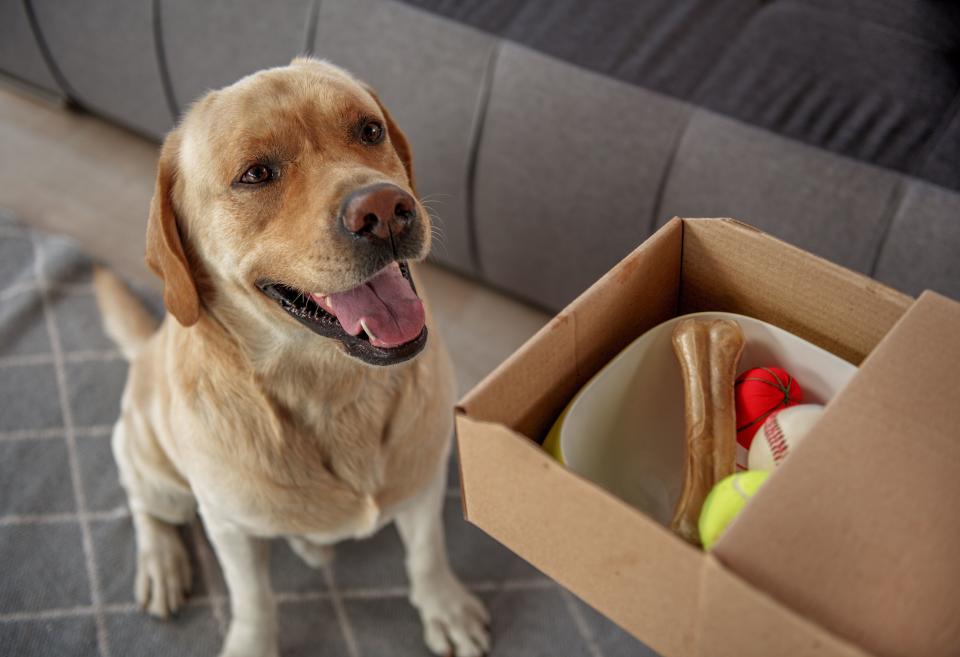 New pet owners should bookmark these pet food delivery alternatives to Amazon and Walmart. (YakobchukOlena via Getty Images)