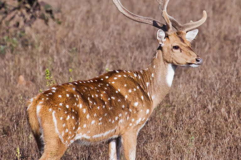 Beautiful big horned deer Axis Kanha, India. on the background of grass.