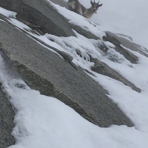 幸虧隔天登山纜車的職員發現Gretl的蹤影，馬上通知山上的搜救隊來拯救已經四肢無力，冷到無法行走的山羊。幸運的是，搜救隊出動的四人很快就找到了Gretl，因為Gretl已經無法行走，其中一個搜救員便背著Gretl下山。