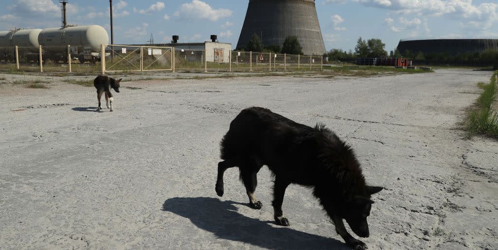 the stray dogs of chernobyl