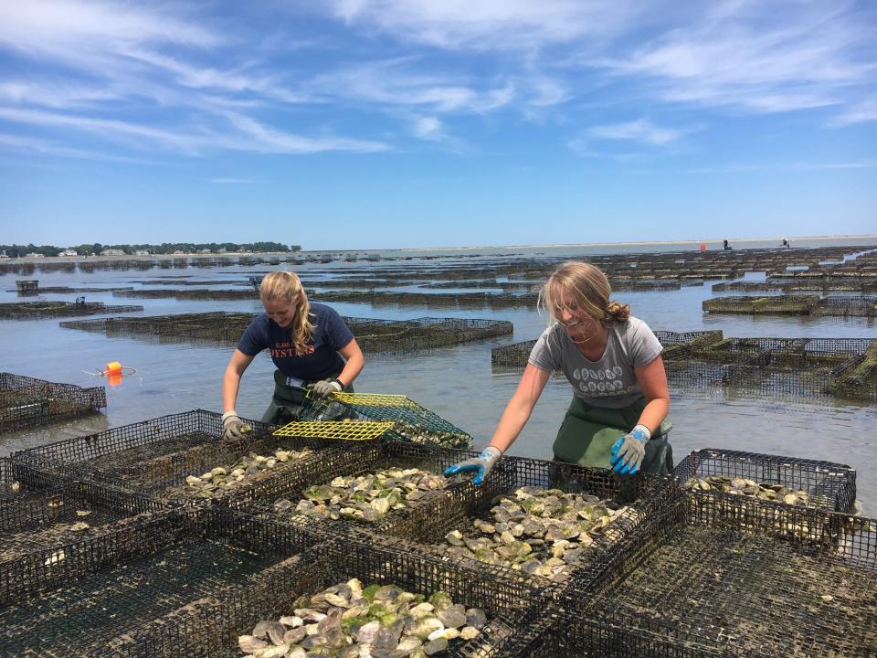 Farmers describe the art and science of raising oysters—and share their expert tips on finding, shucking, and serving the perfect briny bivalve.
