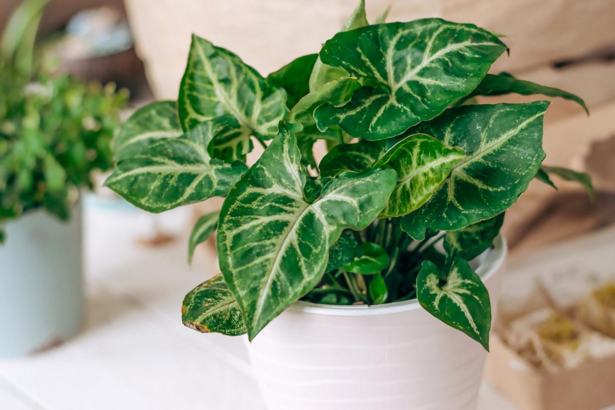 Arrowhead Plant in a white pot