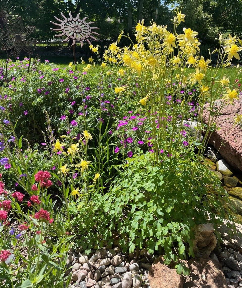 Denver Gold columbine, red valerian and penstemon are all hummingbird-friendly plants in this Windsor, Colo., garden