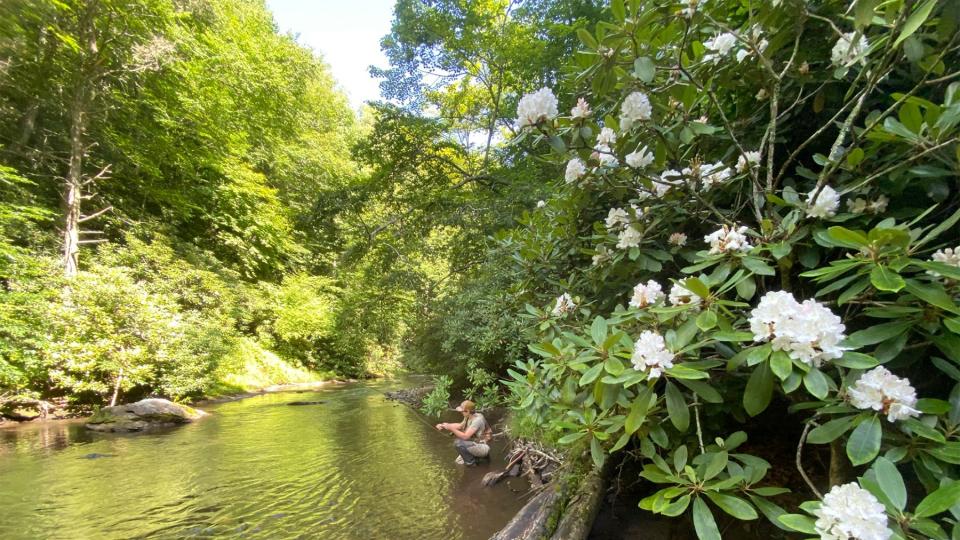 Dan River flowers and cover whilst fly fishing at Primland Resort