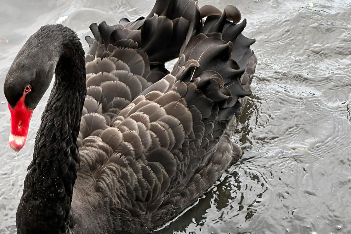 Rare black swan Bruce (Helen O’Rourke)