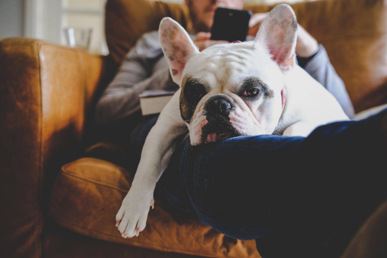 Experts advise couples get a pet-nup when buying a pooch together. (Getty Images)