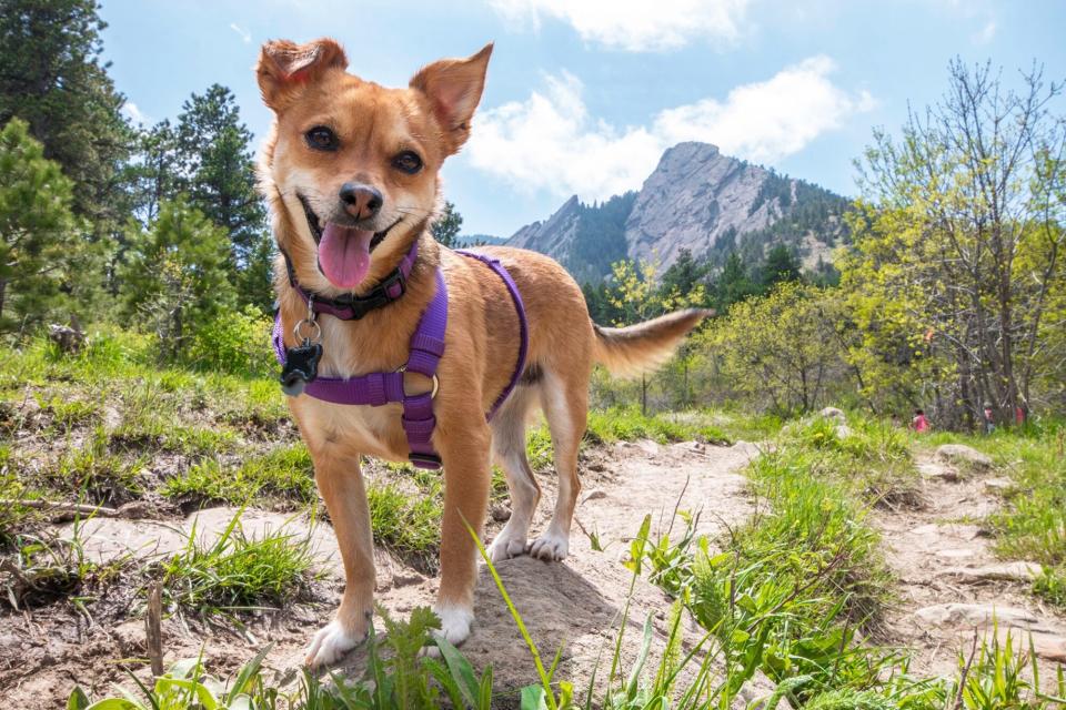 Portrait Of Dog Sticking Out Tongue While Standing On Field in front of mountain