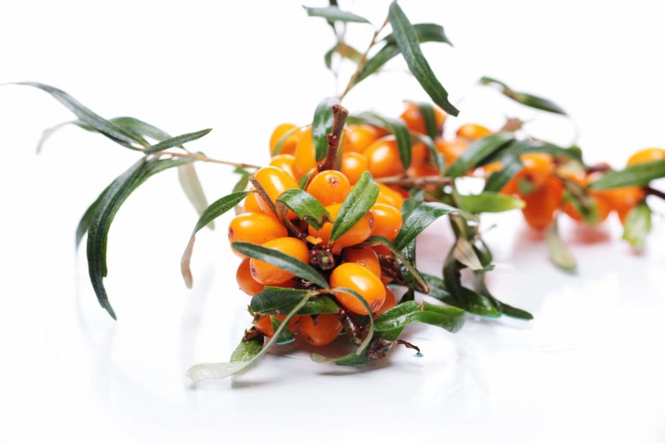 Sprig of sea buckthorn over white background