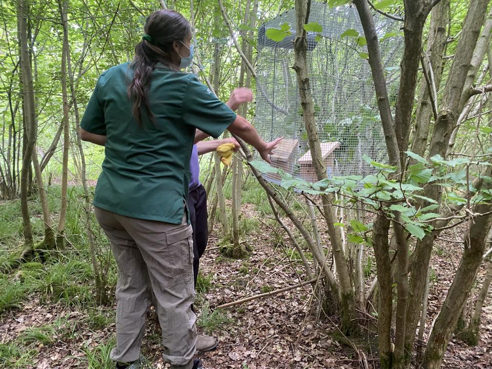 Cages for dormice reintroduction in a Bedfordshire wood