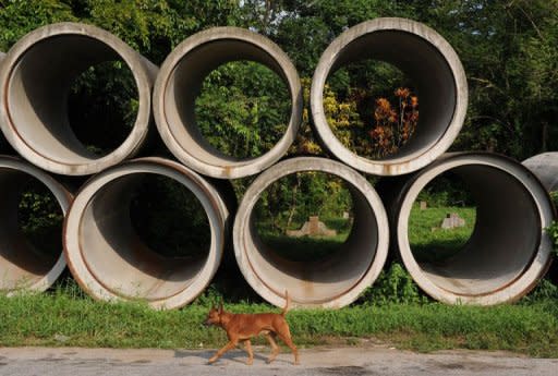 A dog walks past drainage pipes at Bukit Brown cemetary. Supporters of the graveyard said it should be spared from bulldozers to help preserve what little is left of Singapore's rich and colourful past for future generations to appreciate