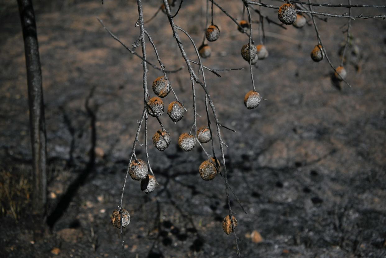 Charred fruit hang on tree branches at a small farm (AFP via Getty Images)