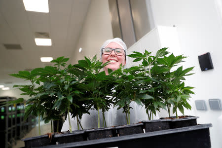 A worker smiles as she shows cannabis plants at the Tilray factory in Cantanhede, Portugal April 24, 2019. REUTERS/Rafael Marchante