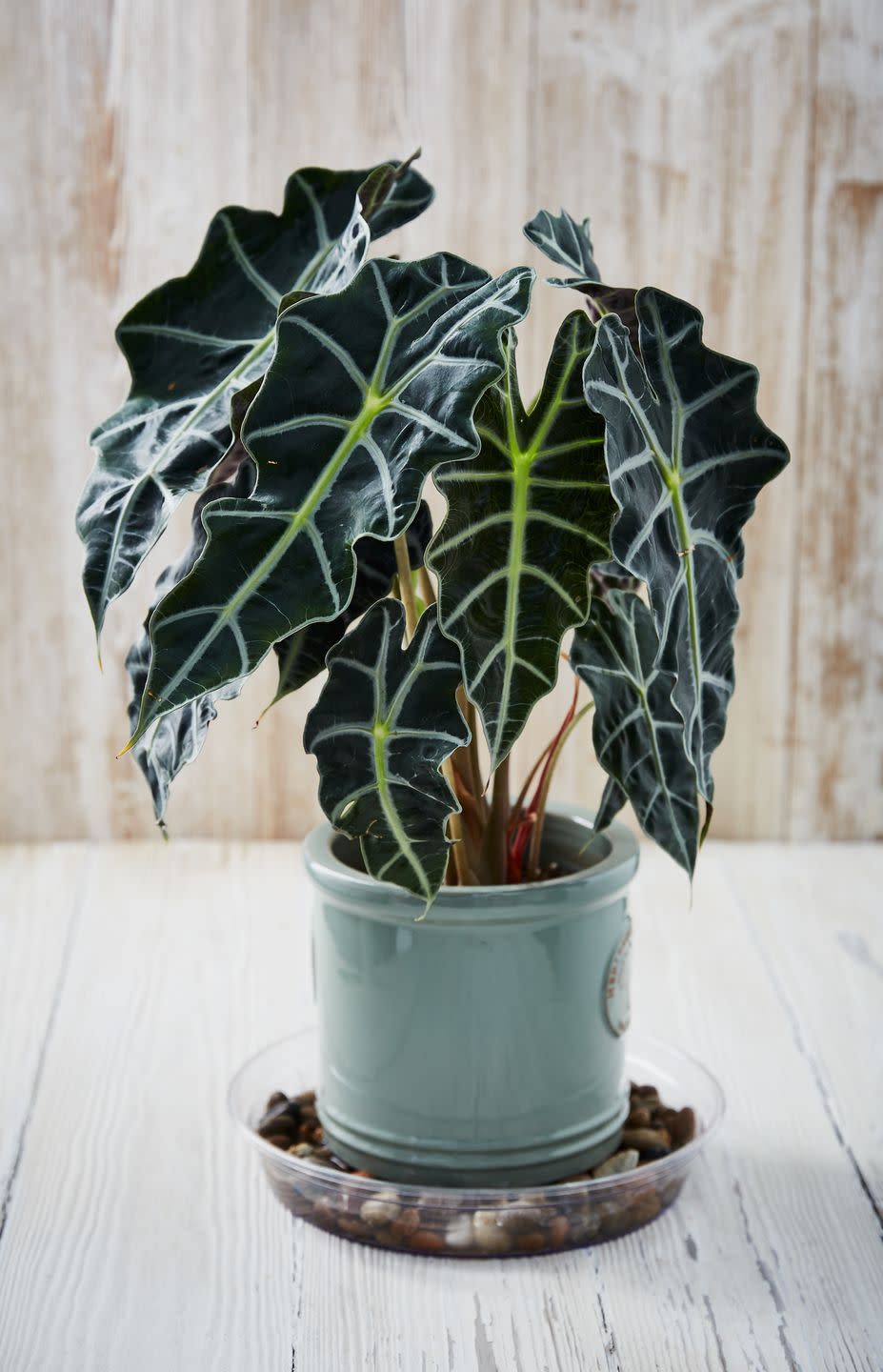 big leaf plants alocasia