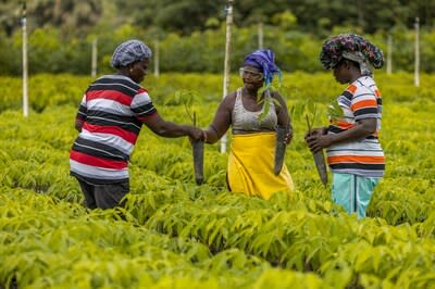 The Firestone Liberia facility earned the ISCC PLUS certification for its efforts in reducing environmental impacts, utilizing resources efficiently and enhancing its capacity to adapt to, mitigate and build resilience to climate change.