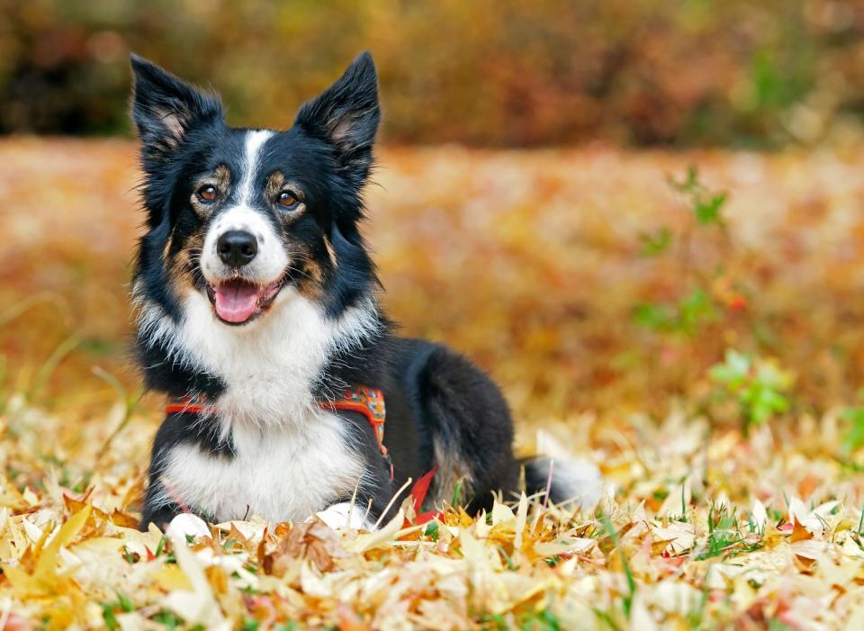 If you don't have time to take lots of long walks then don't get a Border Collie. This is a breed that needs lots of exercise to thrive and without it they are liable to misbehave and be unhappy. (Photo: Canva/Getty Images)