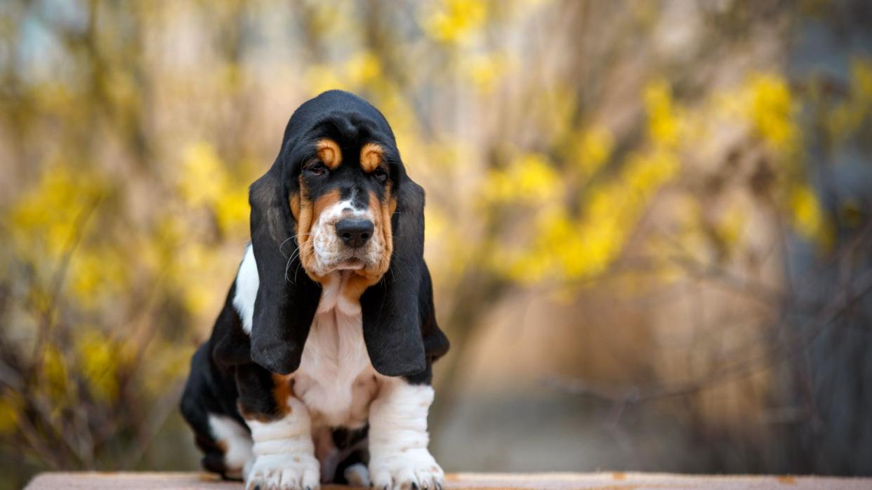 Basset hound puppy