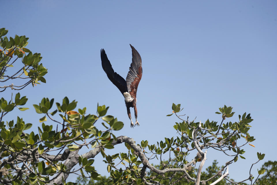 An Eagle flies from a mangrove of Wasini Island, Kenya, Wednesday, June 15, 2022. (AP Photo/Brian Inganga)