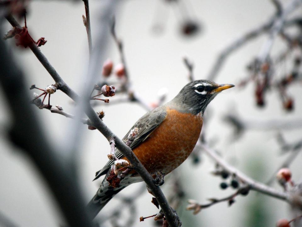 Susan Scott of Stockton used a Canon EOS Rebel XS DSLR camera to photograph a robin in a pear tree in her front yard.